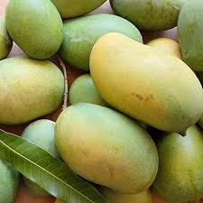Chinna Rasalu Mangoes