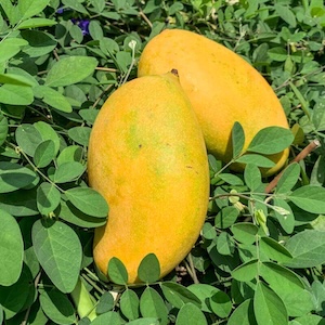 Mallika Mangoes